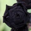 Primula Auricula Dark Eyes - Abriachan Nurseries